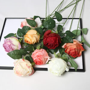 Single Flame-Edged Rose